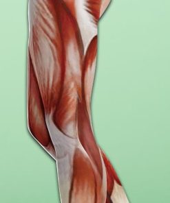 Muscle Yoga Leggings