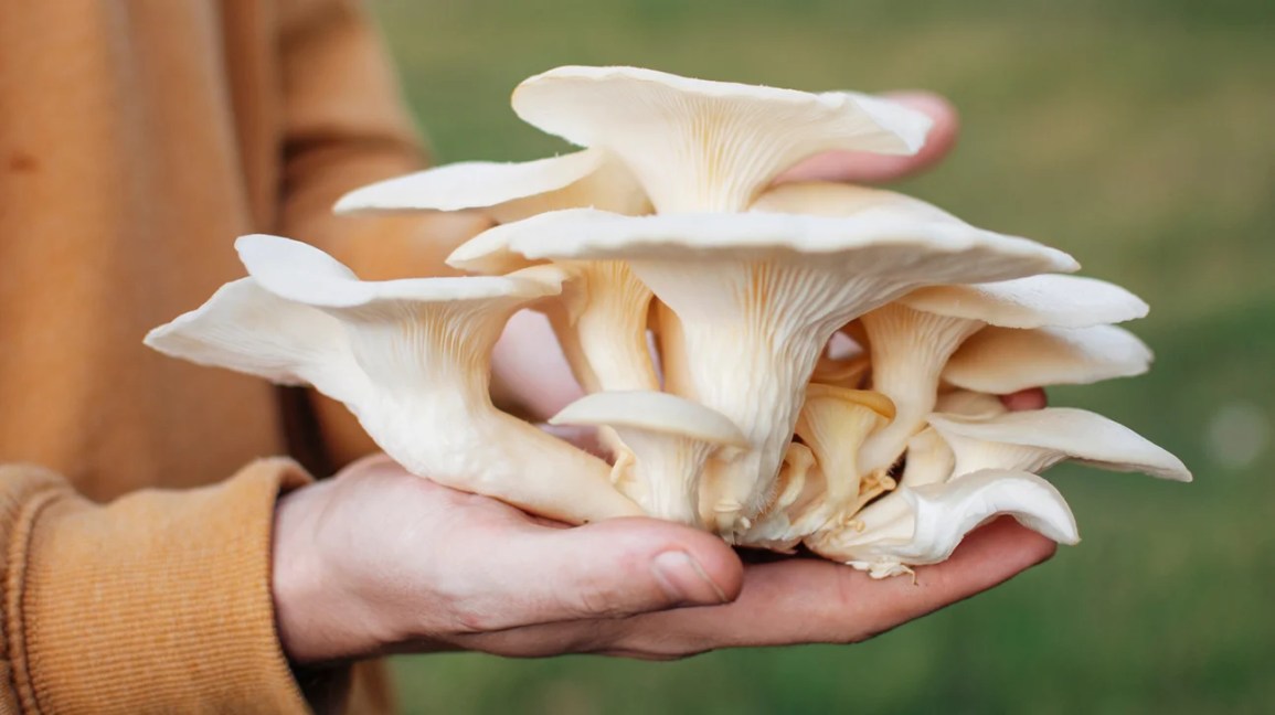 Mushrooms 8 Foods That Help Prevent Cancer